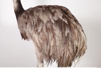 Emus body photo reference 0083